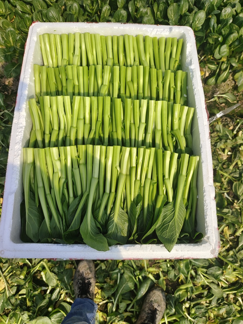 广东菜心又称菜薹价格实惠自产自销价格是全国发货