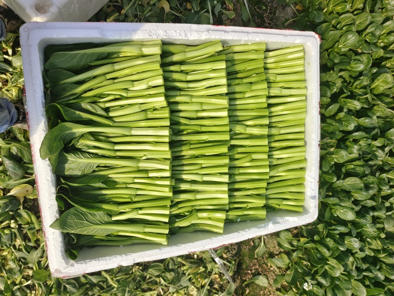 广东菜心又称菜薹价格实惠自产自销价格是全国发货