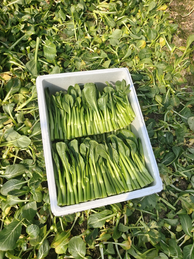 广东菜心又称菜薹价格实惠自产自销价格是全国发货