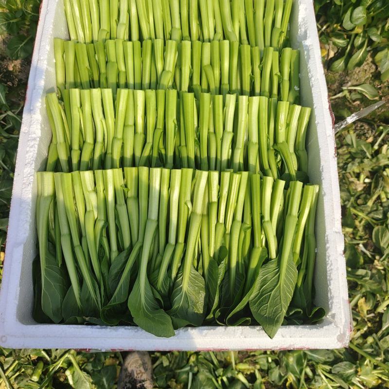 广东菜心又称菜薹价格实惠自产自销价格是全国发货