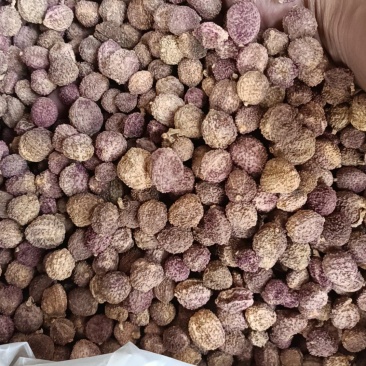 阳春砂仁干货统货一手货源整车发货欢迎实地考察量大从优