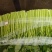 精品泡沫箱空心菜