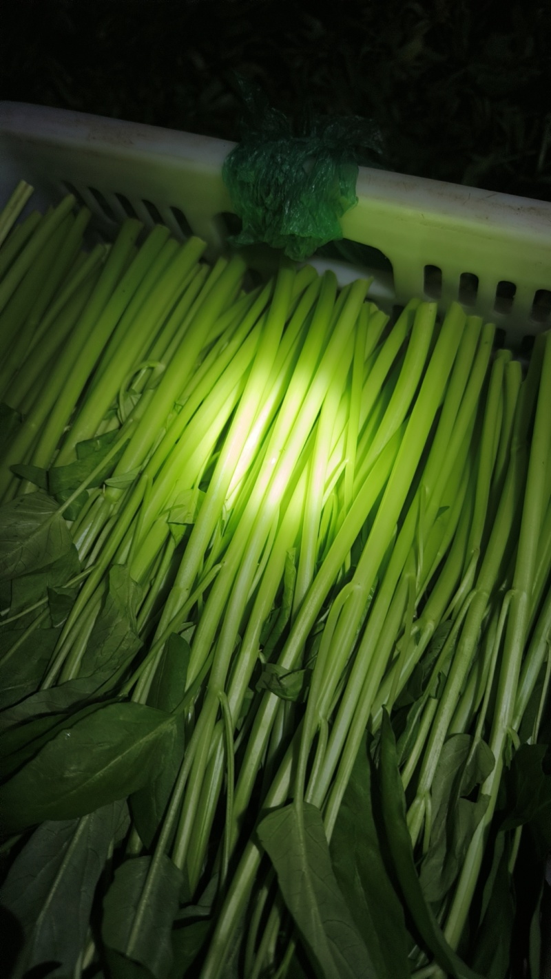 精品泡沫箱空心菜
