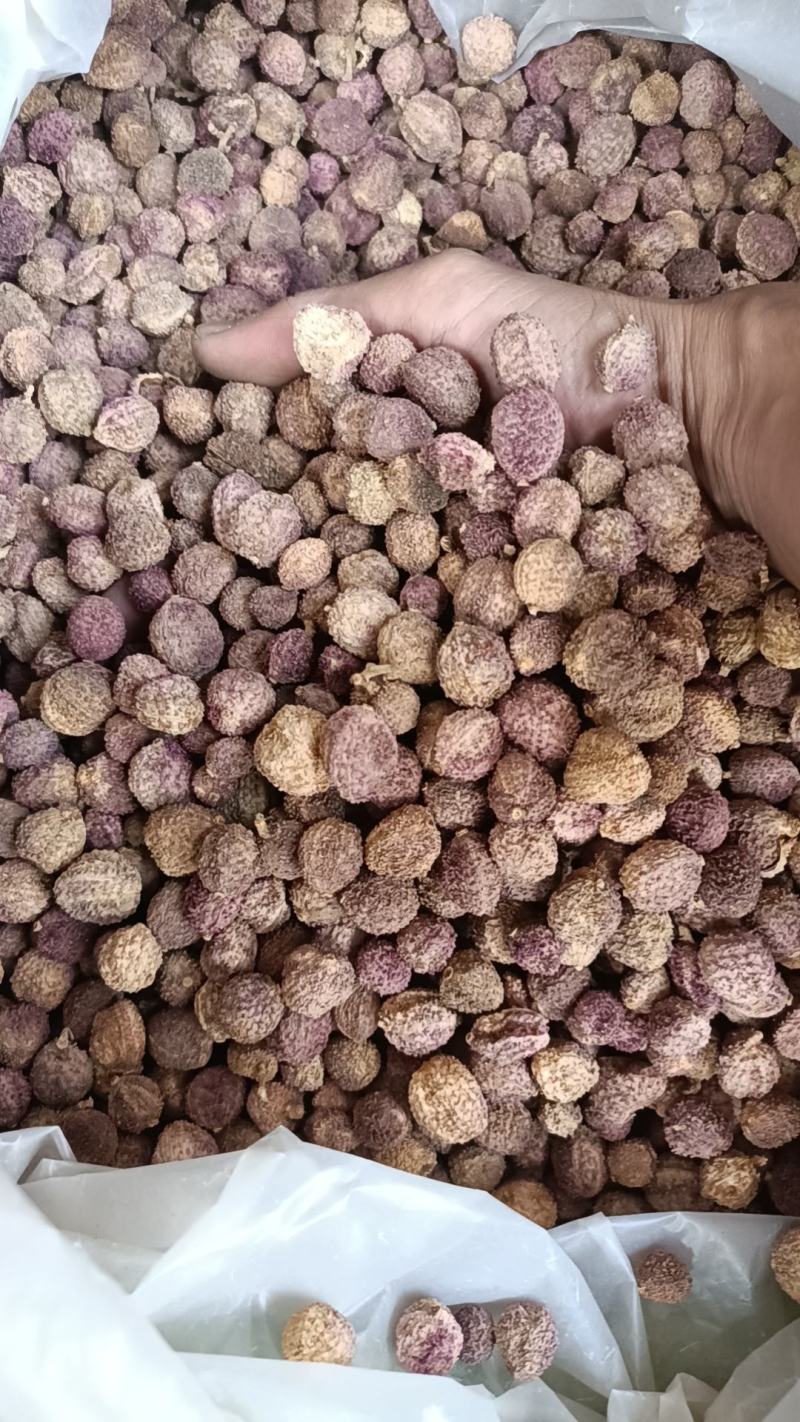 阳春砂仁干货统货一手货源整车发货欢迎实地考察量大从优