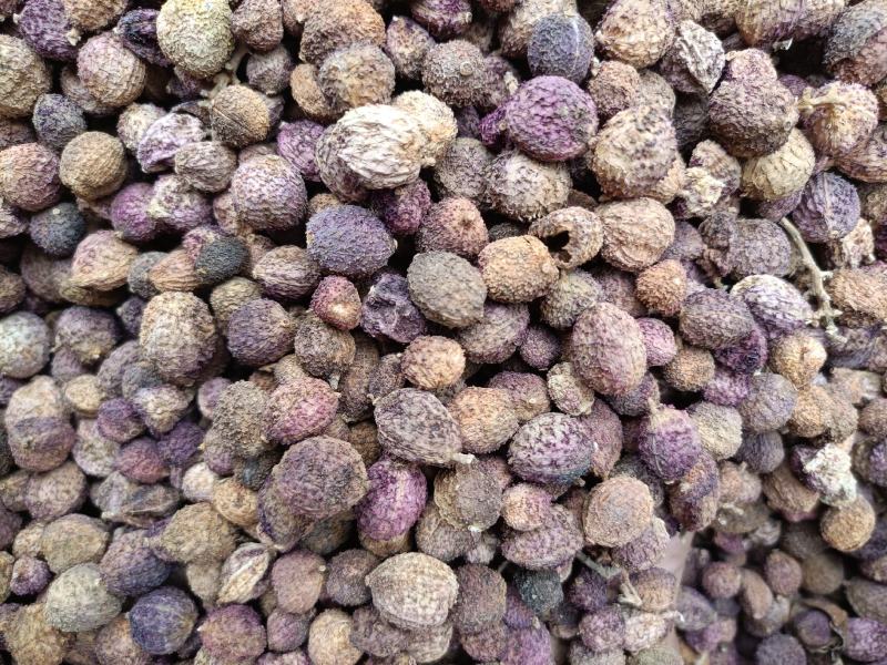 阳春砂仁干货统货一手货源整车发货欢迎实地考察量大从优