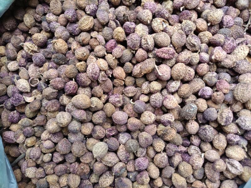 阳春砂仁干货统货一手货源整车发货欢迎实地考察量大从优