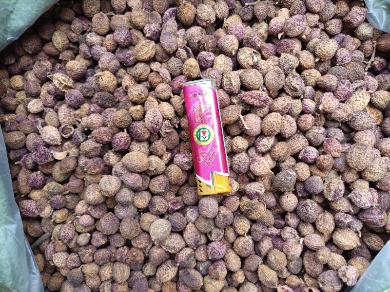 阳春砂仁干货统货一手货源整车发货欢迎实地考察量大从优