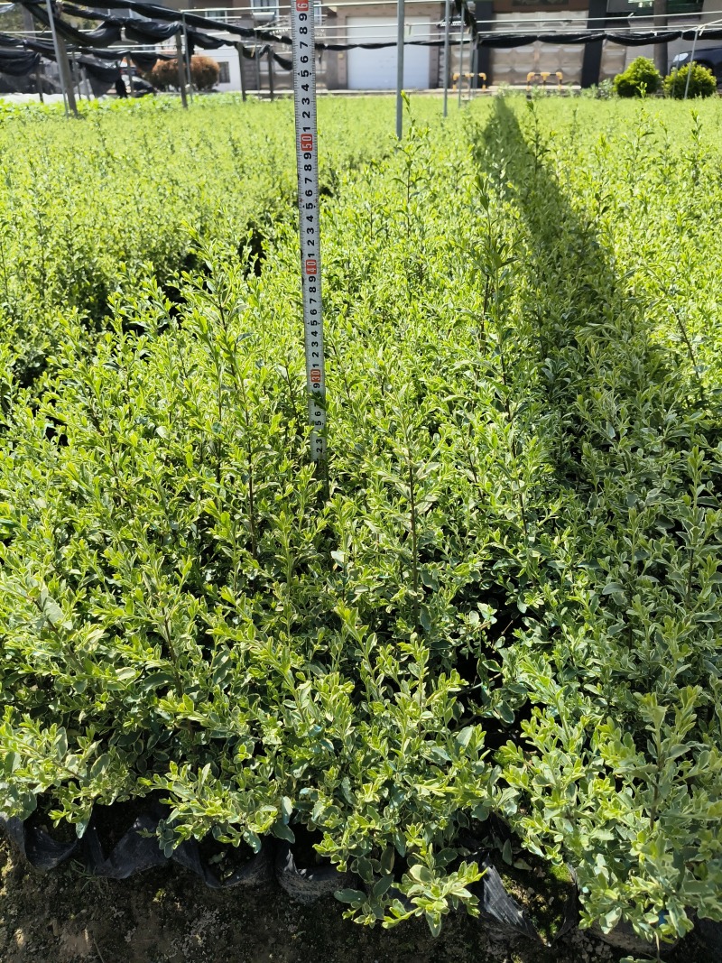 银姫小蜡大杯平面高度30cm，基地有量，欢迎订购
