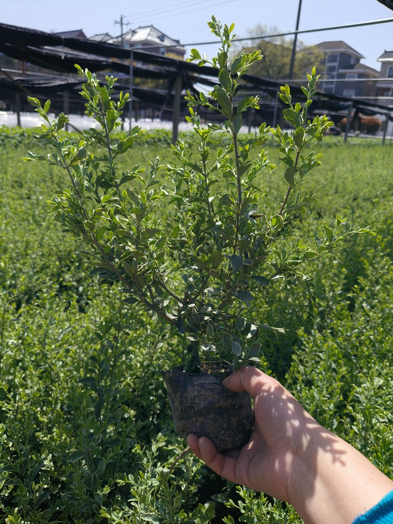 银姫小蜡大杯平面高度30cm，基地有量，欢迎订购