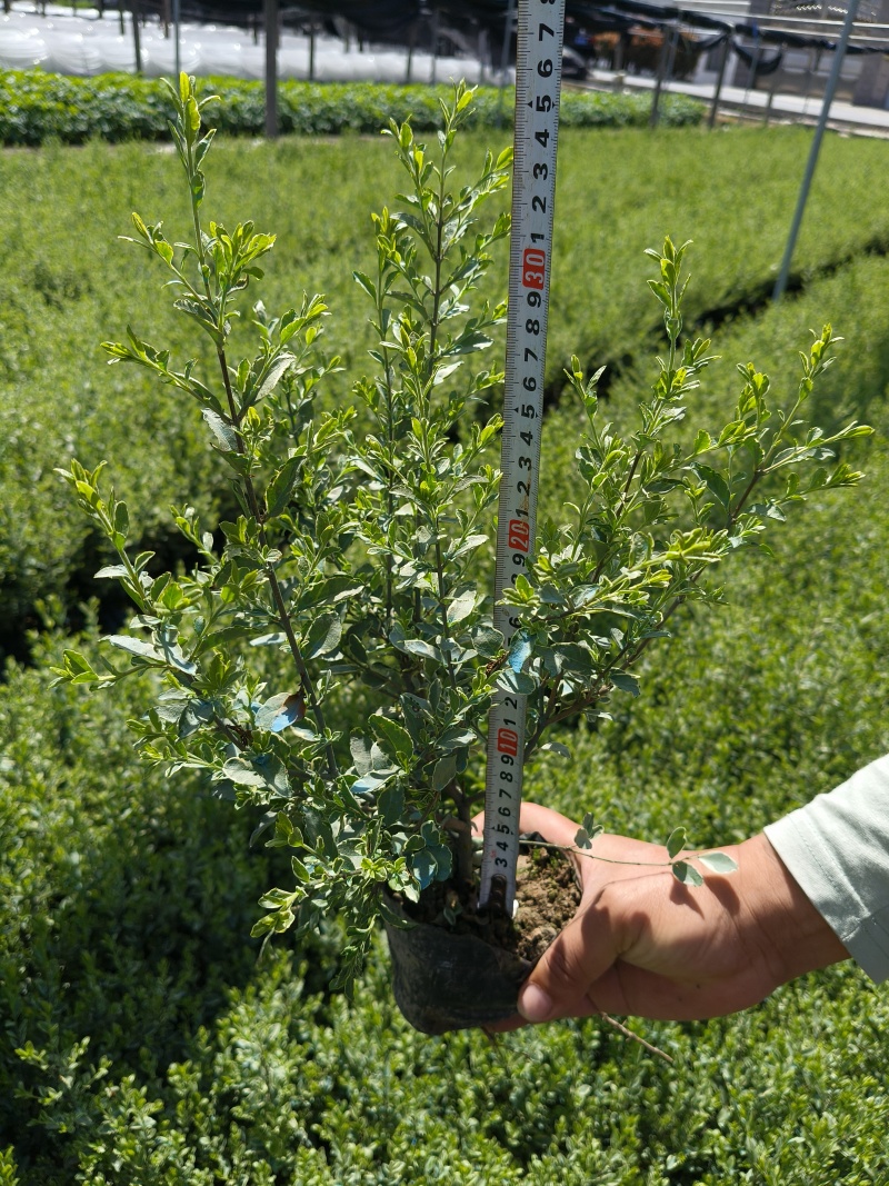 银姫小蜡大杯平面高度30cm，基地有量，欢迎订购