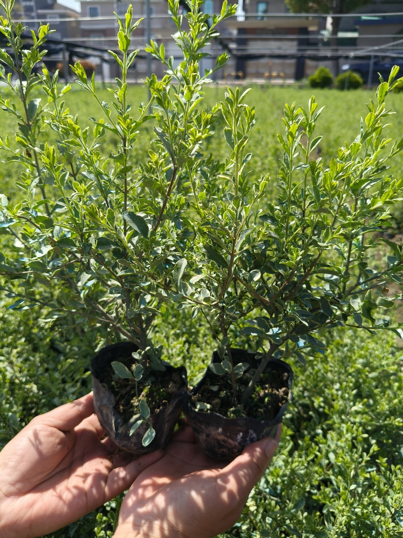 银姫小蜡大杯平面高度30cm，基地有量，欢迎订购