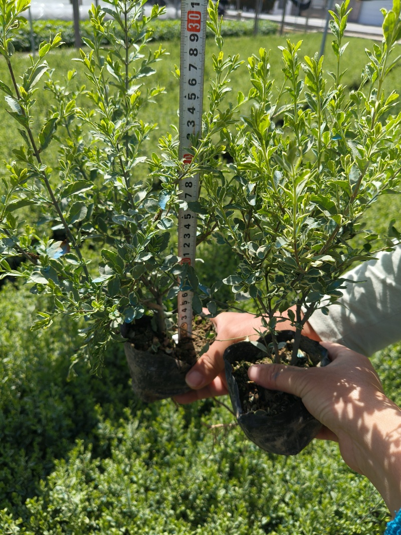 银姫小蜡大杯平面高度30cm，基地有量，欢迎订购