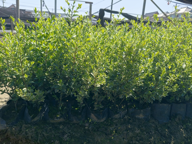银姫小蜡大杯平面高度30cm，基地有量，欢迎订购