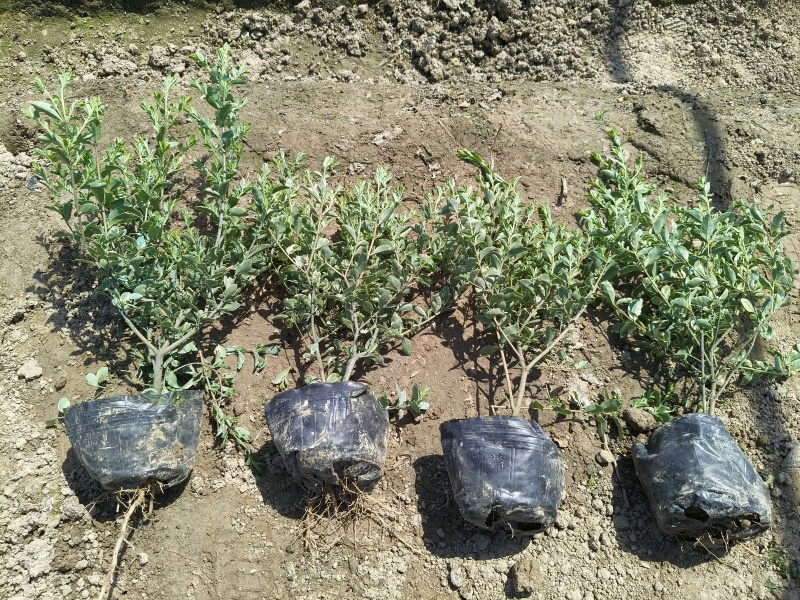银姫小蜡大杯平面高度30cm，基地有量，欢迎订购
