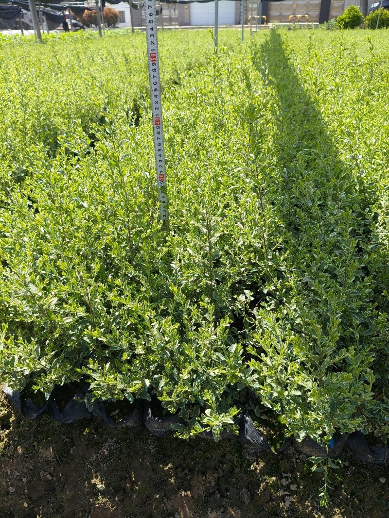 银姫小蜡大杯平面高度30cm，基地有量，欢迎订购
