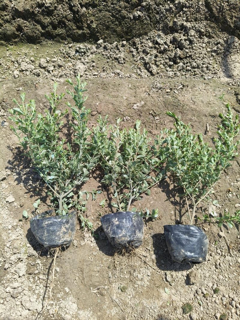 银姫小蜡大杯平面高度30cm，基地有量，欢迎订购