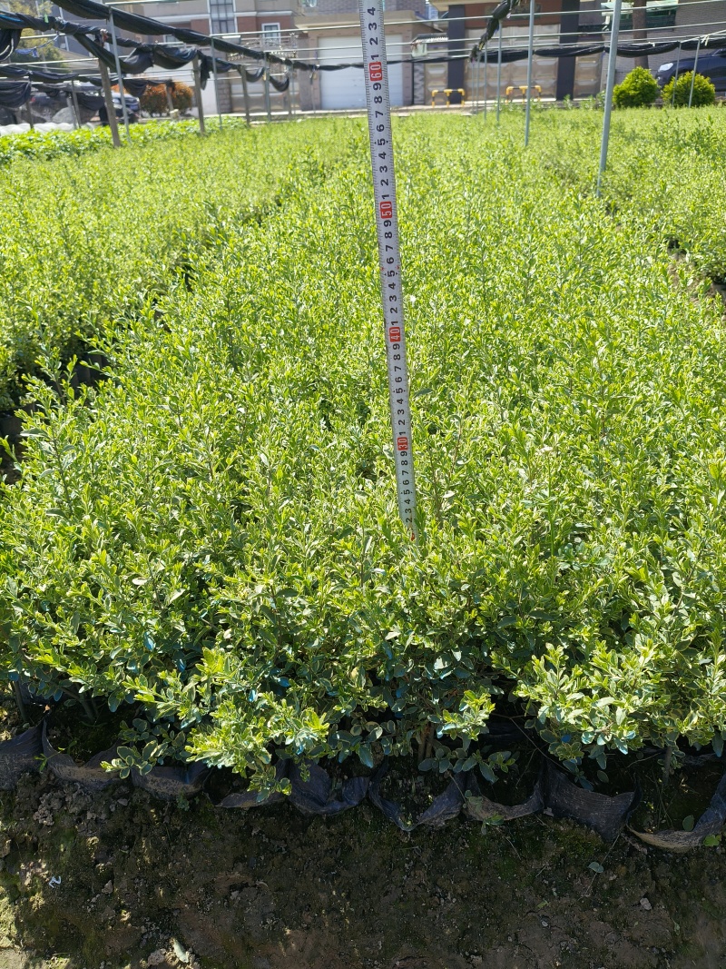 银姫小蜡大杯平面高度30cm，基地有量，欢迎订购