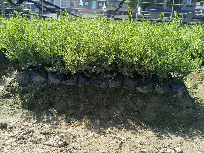 银姫小蜡大杯平面高度30cm，基地有量，欢迎订购