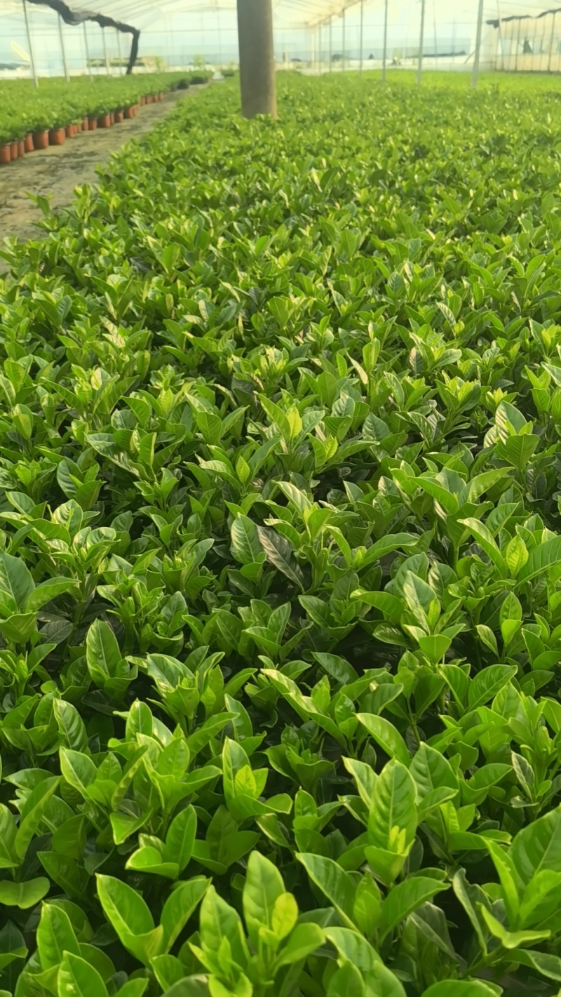 栀子花盆栽，带包发货