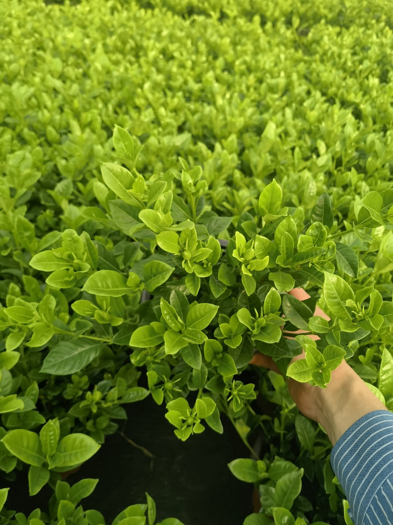 栀子花盆栽，带包发货