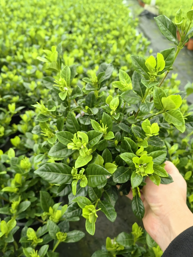 栀子花盆栽，带包发货