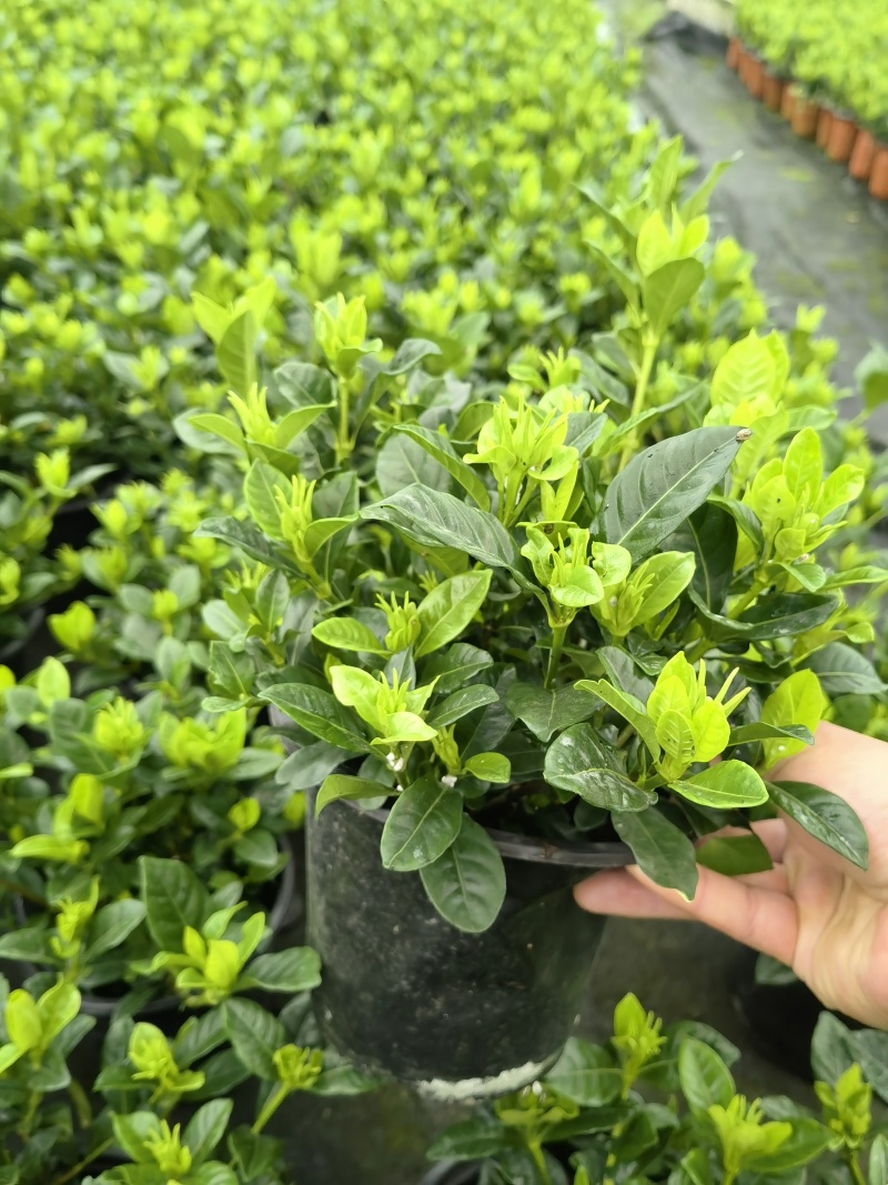 栀子花盆栽，带包发货