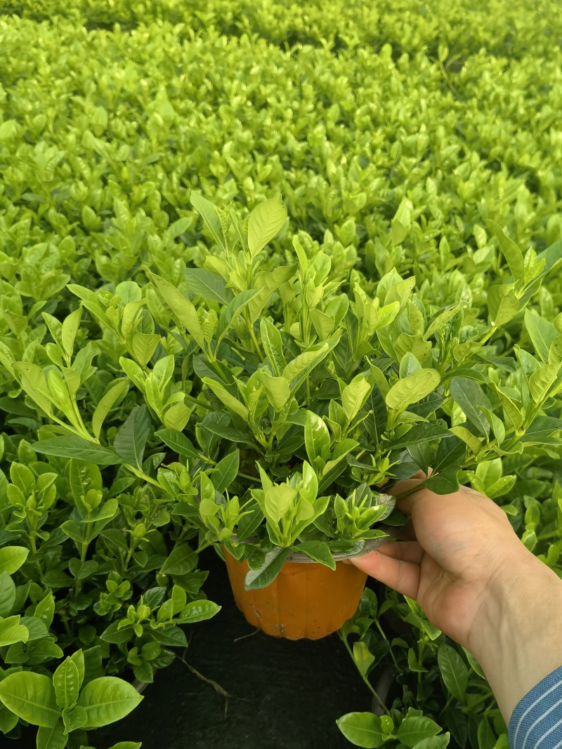 栀子花盆栽，带包发货