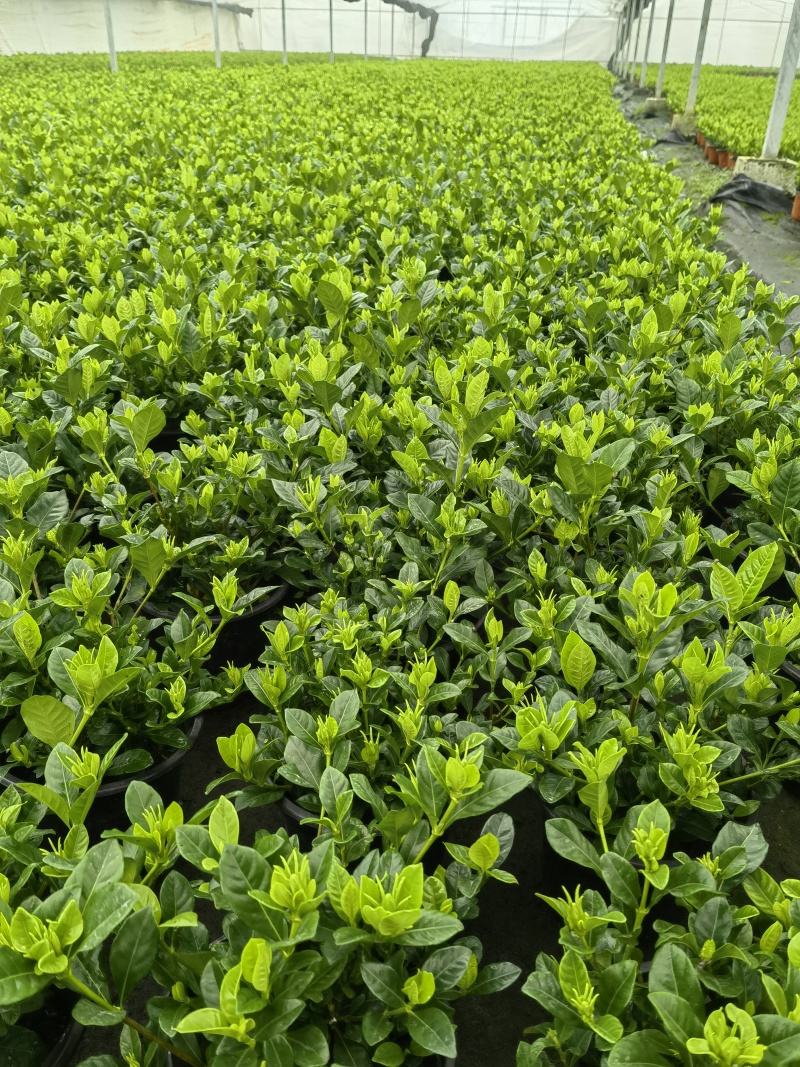栀子花盆栽，带包发货