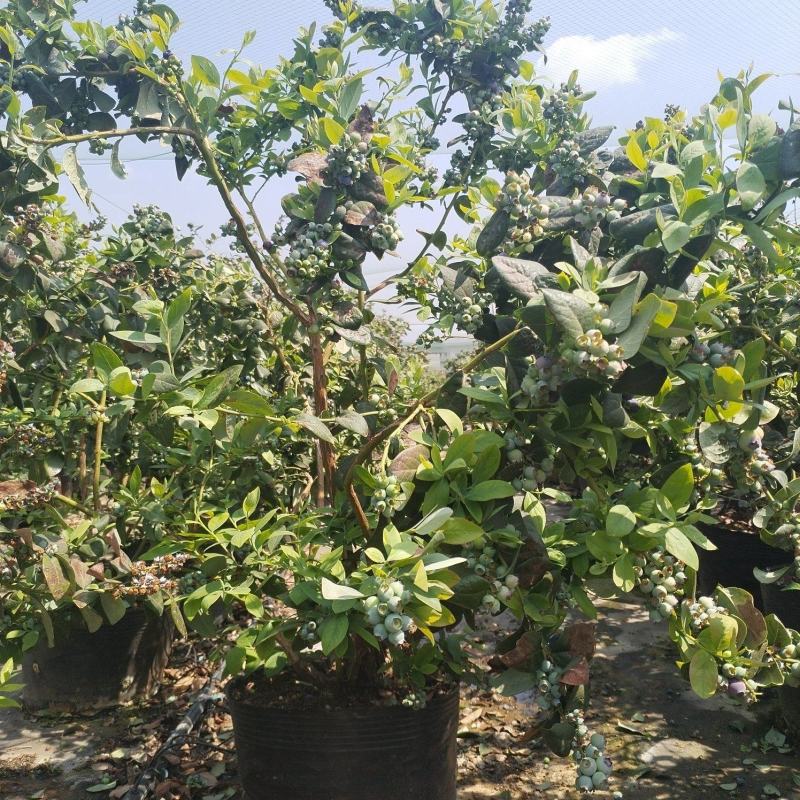 云南澄江三年老树蓝莓盆栽带花带果枝繁叶茂挂果约2-3公斤