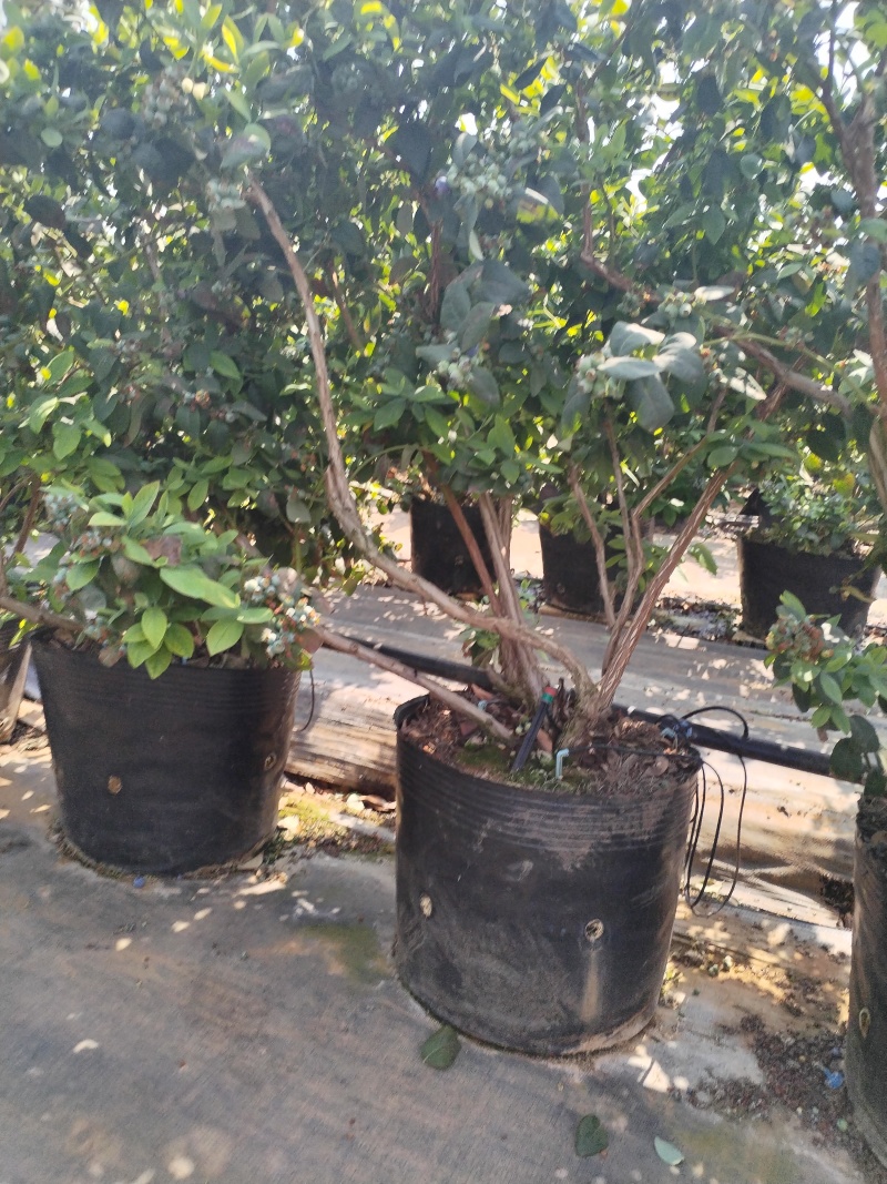 云南澄江三年老树蓝莓盆栽带花带果枝繁叶茂挂果约2-3公斤