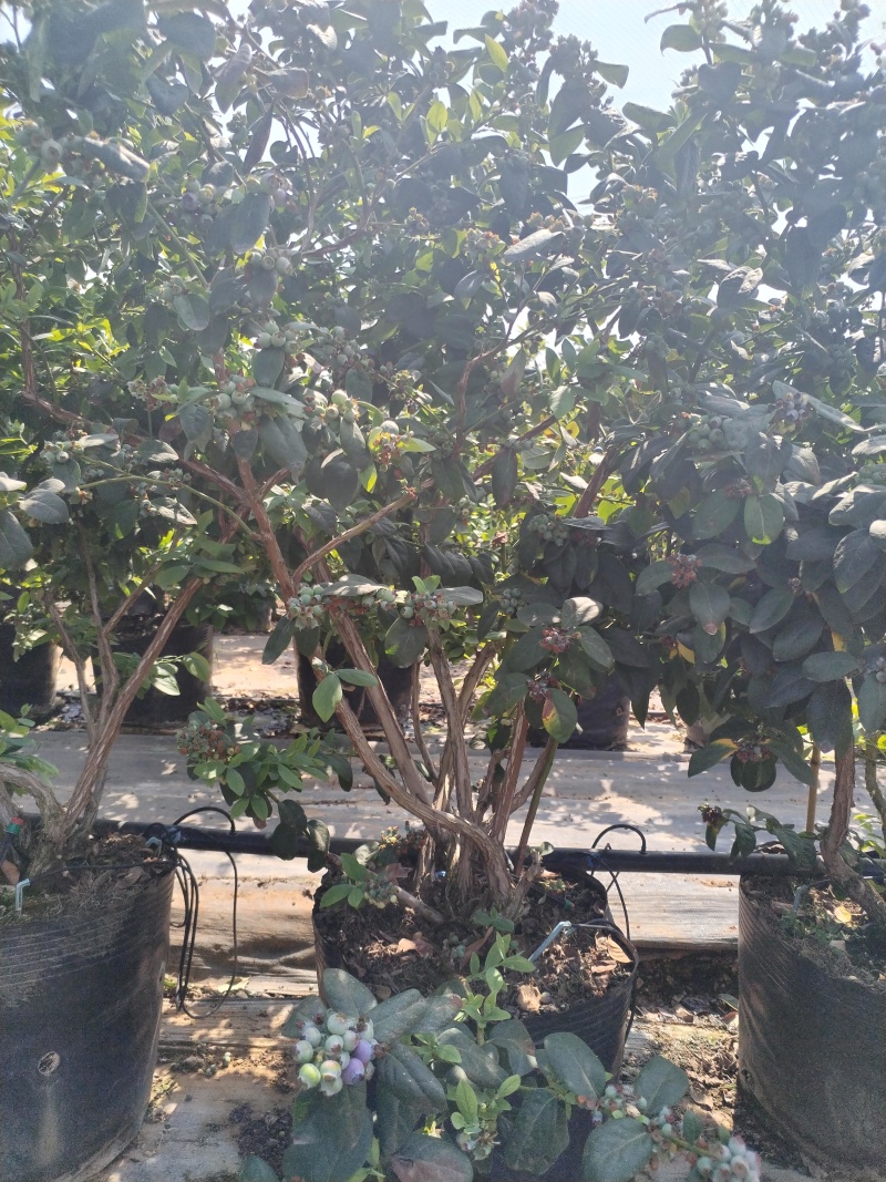 云南澄江三年老树蓝莓盆栽带花带果枝繁叶茂挂果约2-3公斤