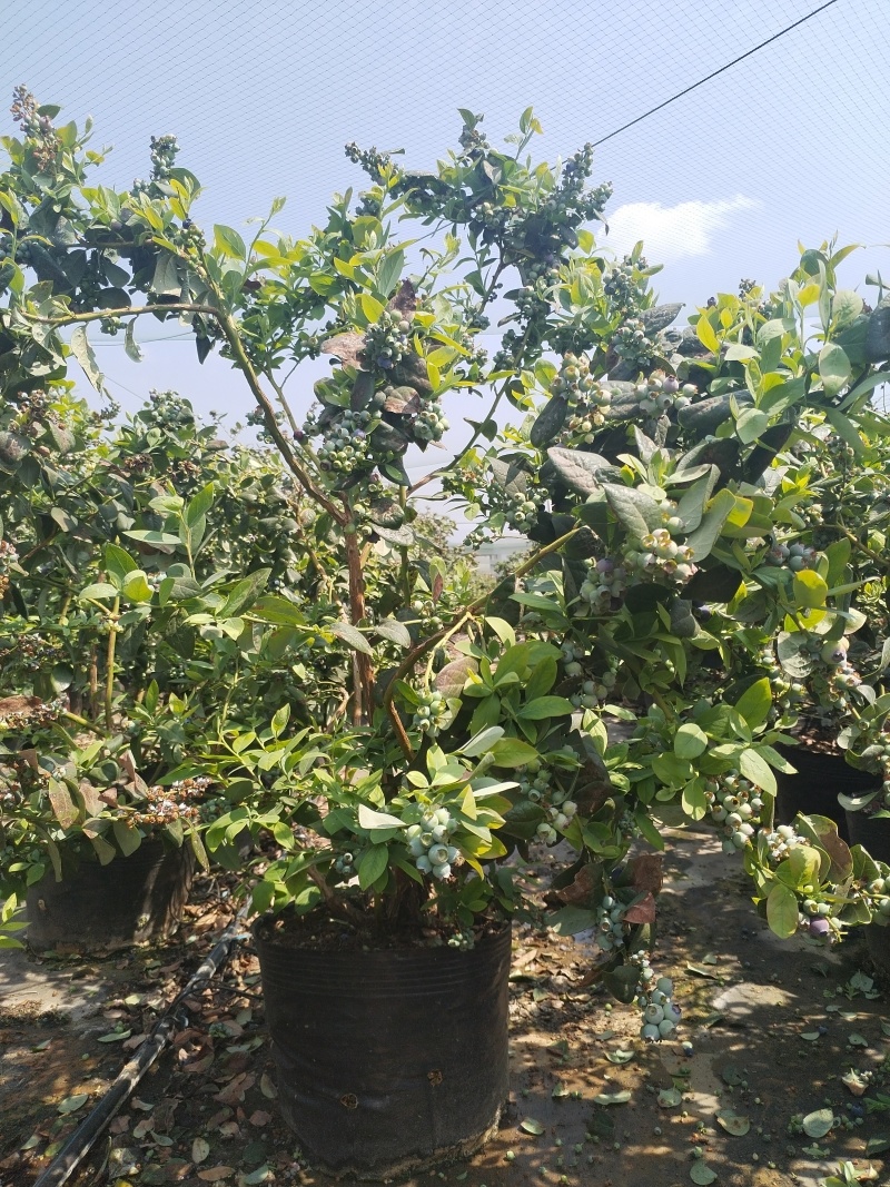 云南澄江三年老树蓝莓盆栽带花带果枝繁叶茂挂果约2-3公斤
