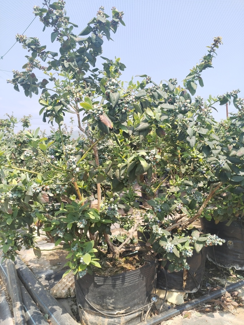 云南澄江三年老树蓝莓盆栽带花带果枝繁叶茂挂果约2-3公斤
