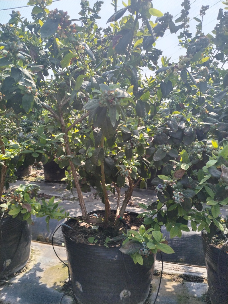 云南澄江三年老树蓝莓盆栽带花带果枝繁叶茂挂果约2-3公斤