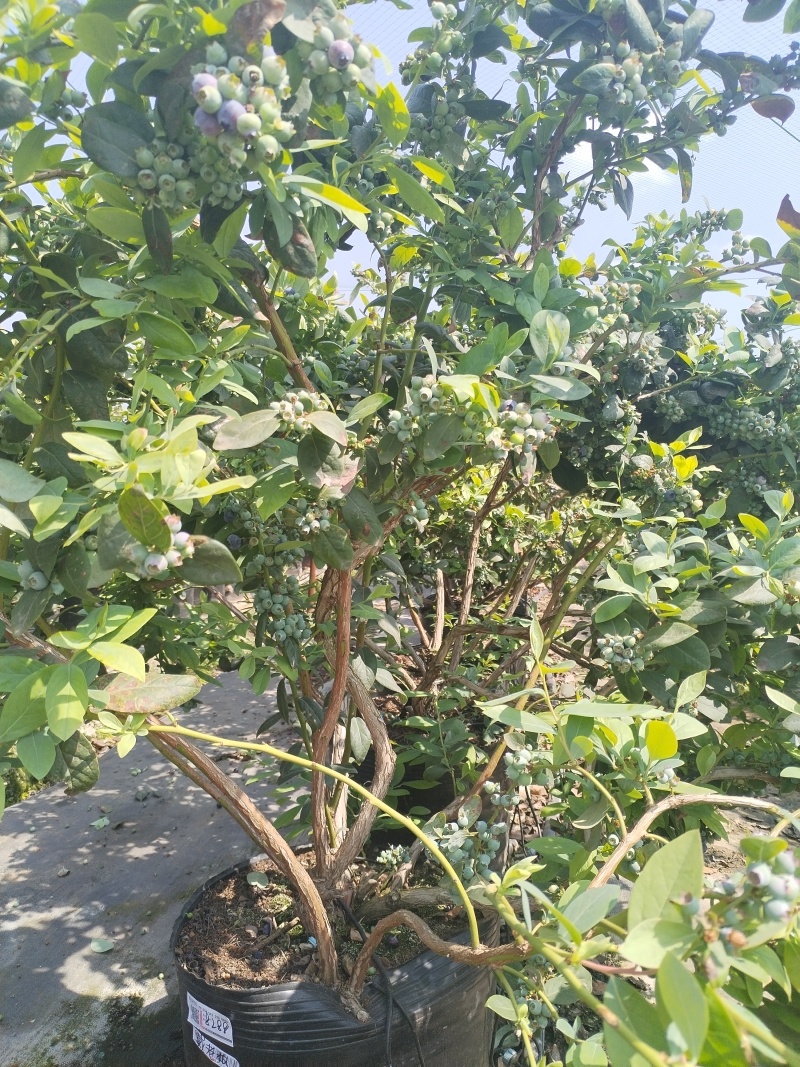云南澄江三年老树蓝莓盆栽带花带果枝繁叶茂挂果约2-3公斤