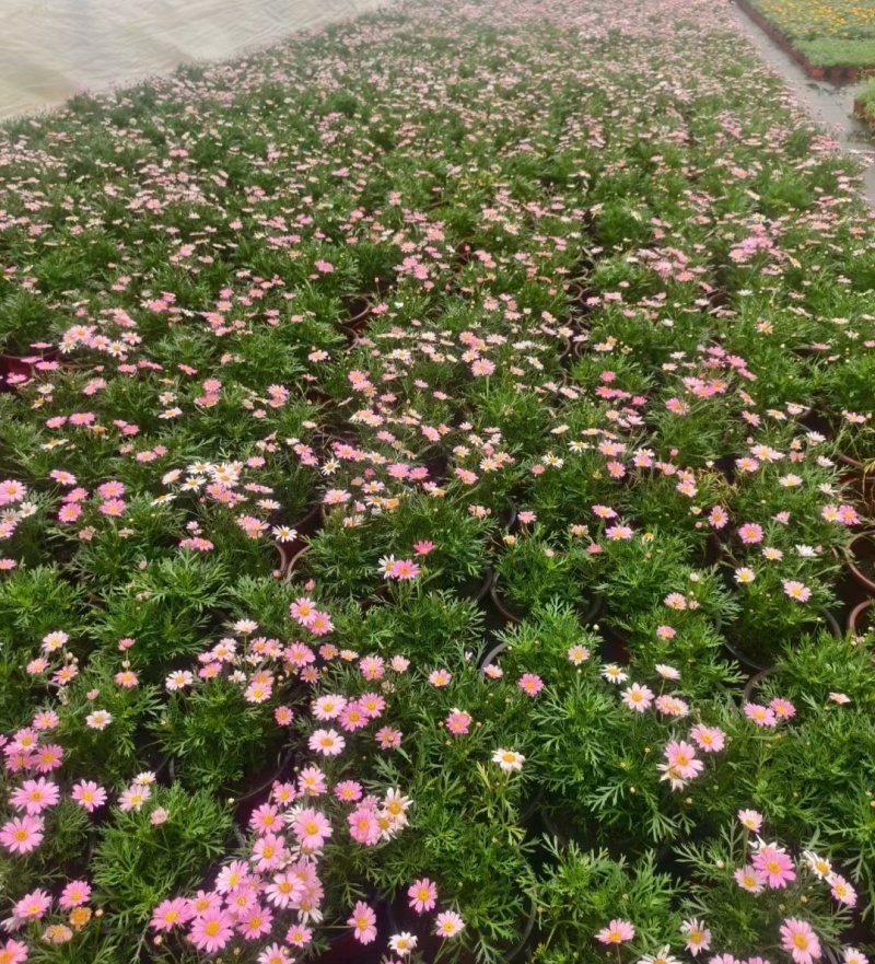 玛格丽特180杯有多色，基地有量，欢迎订购。