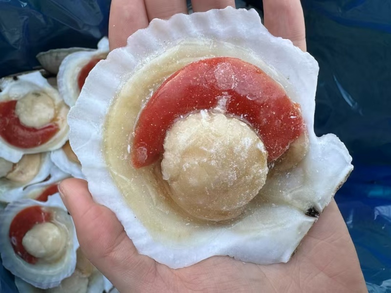 扇贝冻货