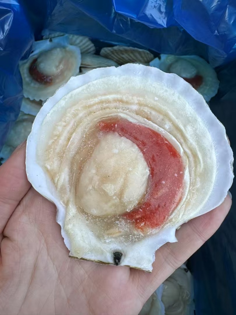 扇贝冻货