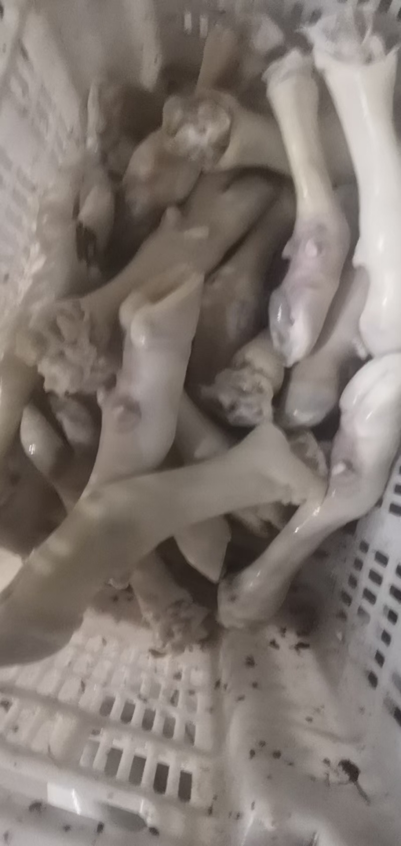 高质量纯干不抽筋牛蹄，货好价不高，常年有货