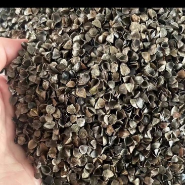 荞麦壳