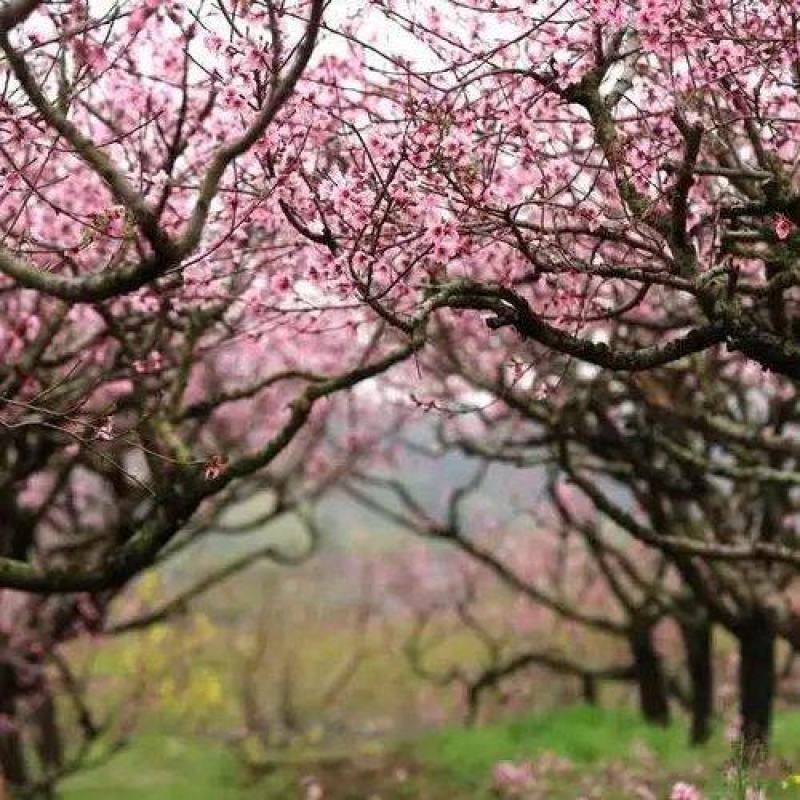 桃花蕾，桃花，桃花茶大量供应商
