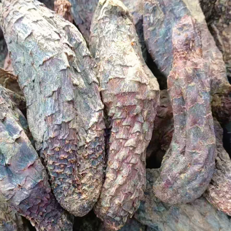 新疆肉苁蓉商用手挑大芸品相美整根硬质短条泡水泡茶原料批发