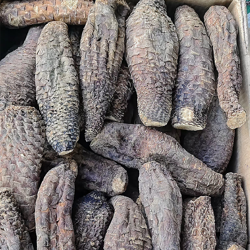 新疆肉苁蓉商用手挑大芸品相美整根硬质短条泡水泡茶原料批发