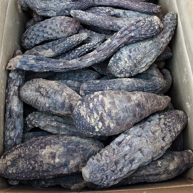 新疆肉苁蓉商用手挑大芸品相美整根硬质短条泡水泡茶原料批发