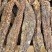 新疆肉苁蓉商用手挑大芸品相美整根硬质短条泡水泡茶原料批发