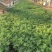 波斯菊