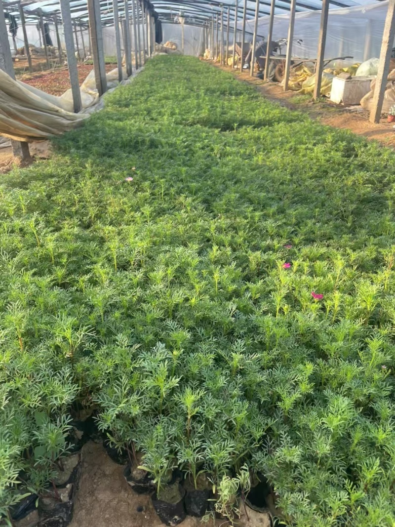 波斯菊