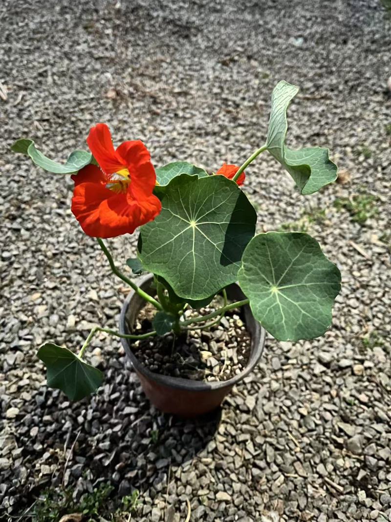 130盆旱金莲