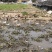 跑田老鸭味道鲜美煲汤好食材数量不多欢迎电话咨询