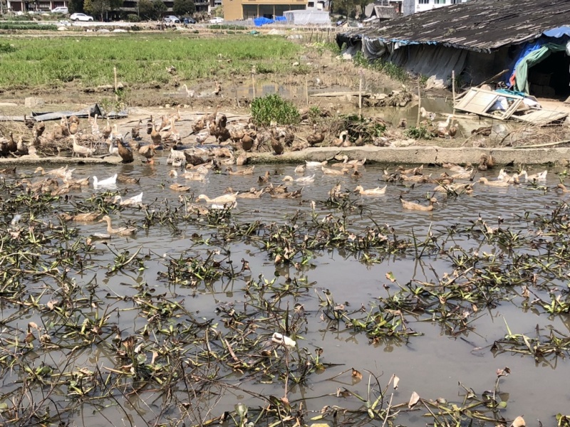 跑田老鸭味道鲜美煲汤好食材数量不多欢迎电话咨询